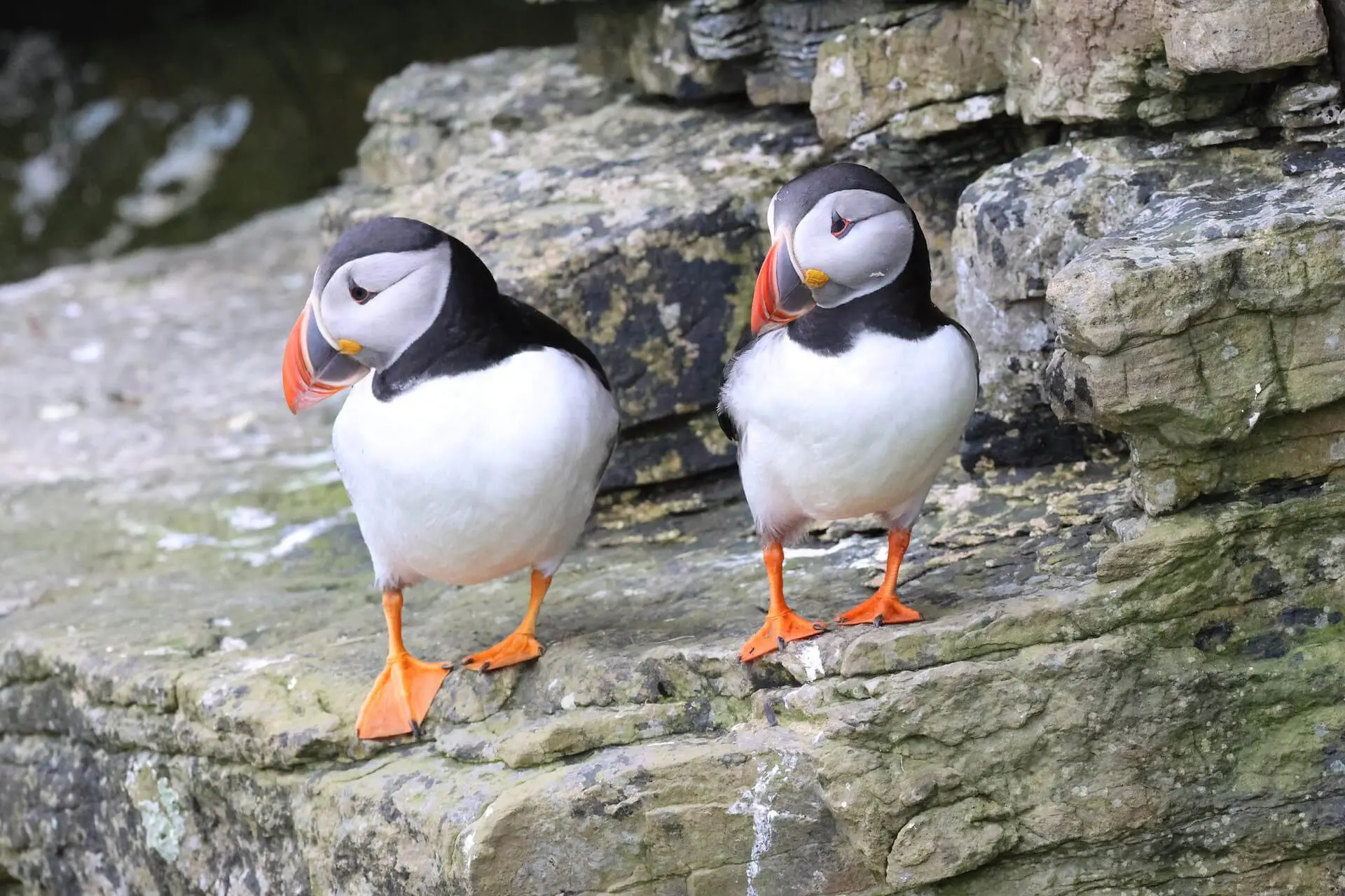 A close up of two puffins