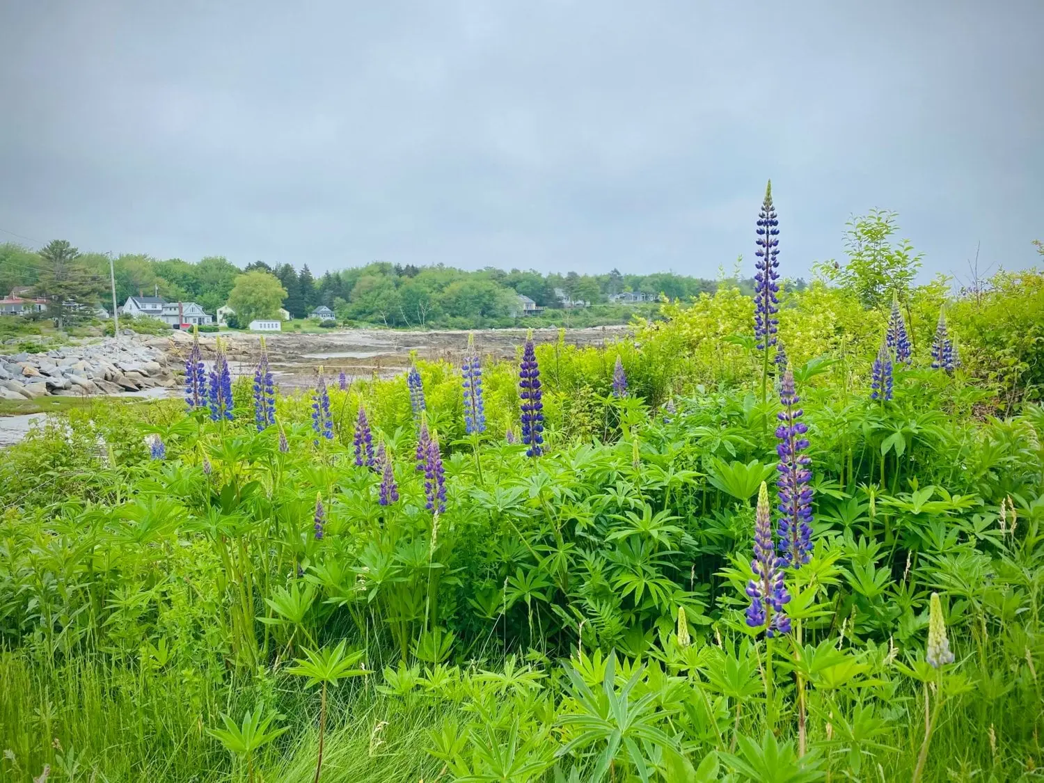 A lush field of purple lupines grows near a rocky shoreline, with green bushes, distant trees, and a few houses visible under a cloudy sky.