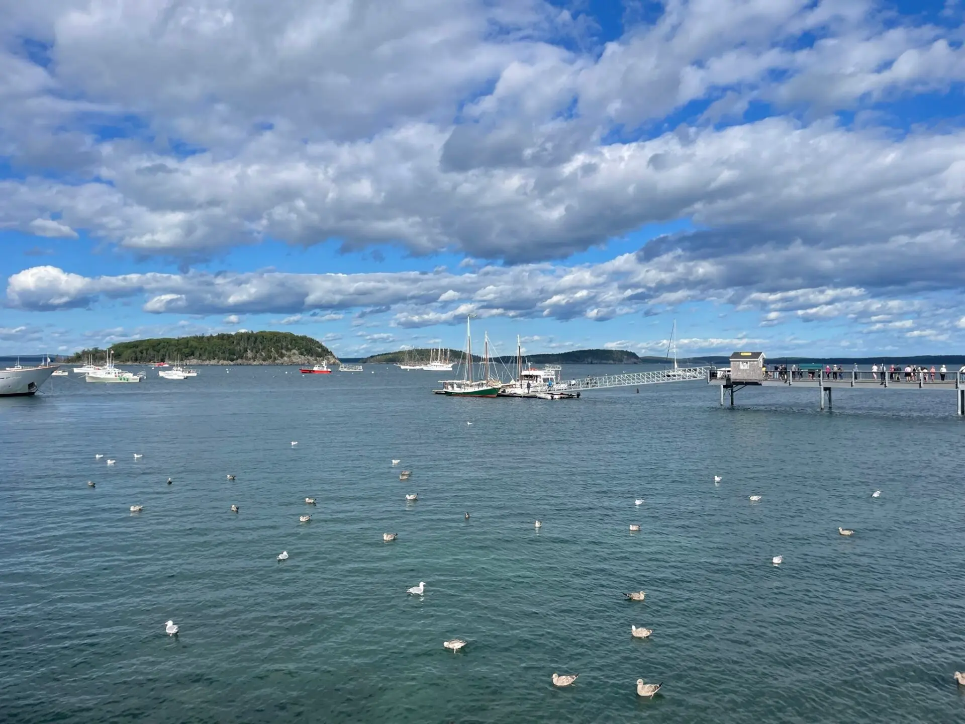 A scenic view of a harbor with calm water, many seagulls floating, sailboats docked at a pier, and a green island in the background under a sky filled with clouds.