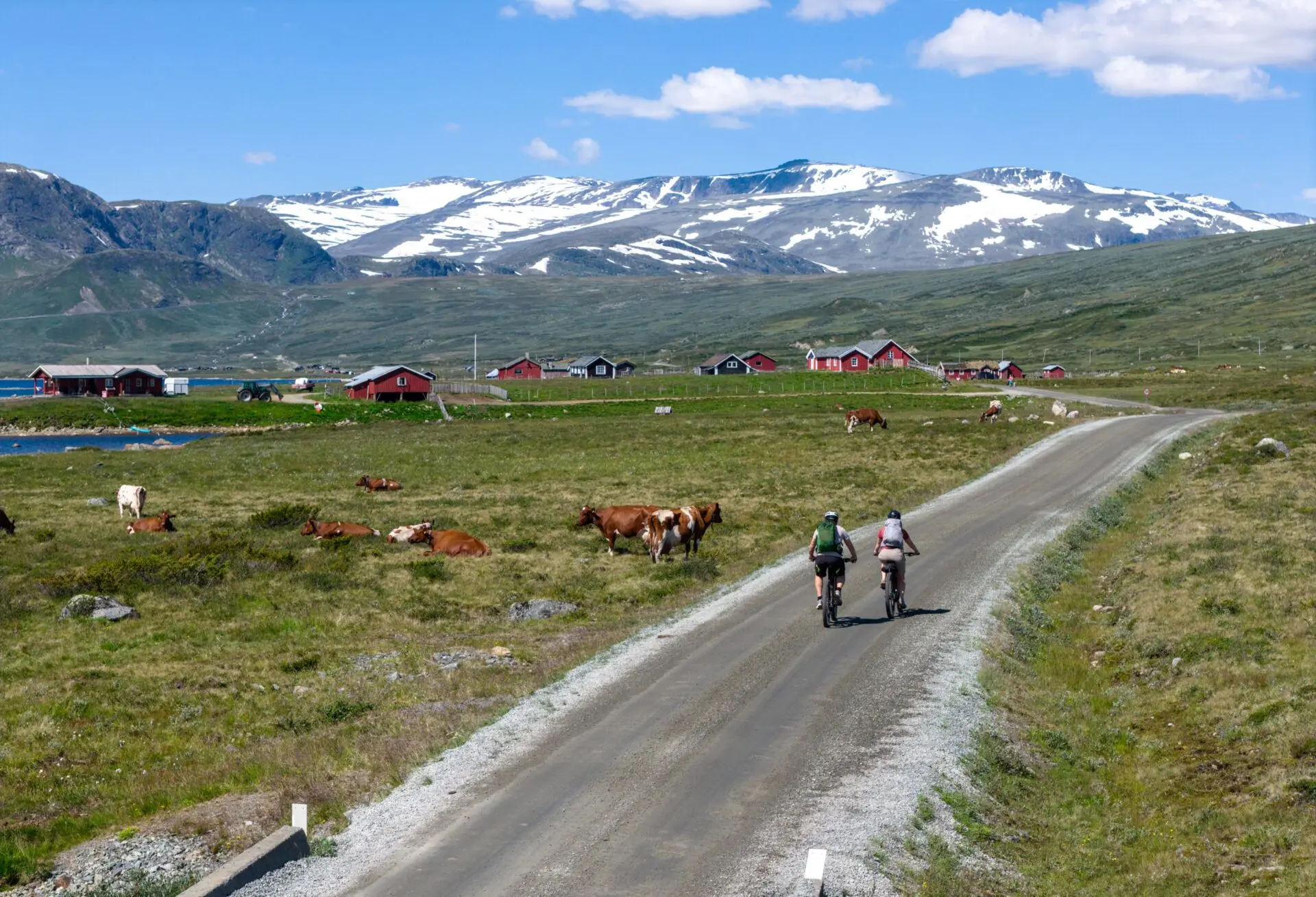 Two cyclists enjoy Norway gravel cycling along a scenic road through a green valley dotted with grazing cows, red houses, and framed by snow-capped mountains beneath a blue sky with scattered clouds.