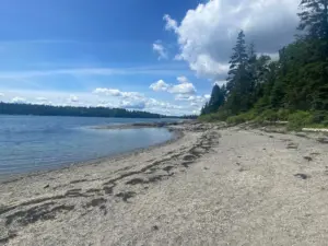A quiet, rocky beach with scattered seaweed, calm blue water, and a forest of pine trees along the shoreline under a partly cloudy sky.